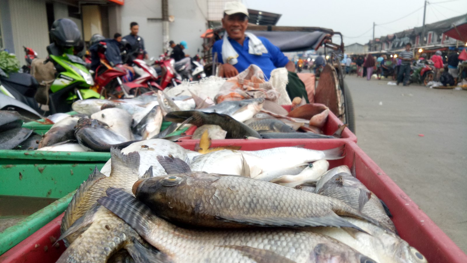 7800 Ikan Air Laut Karawang HD